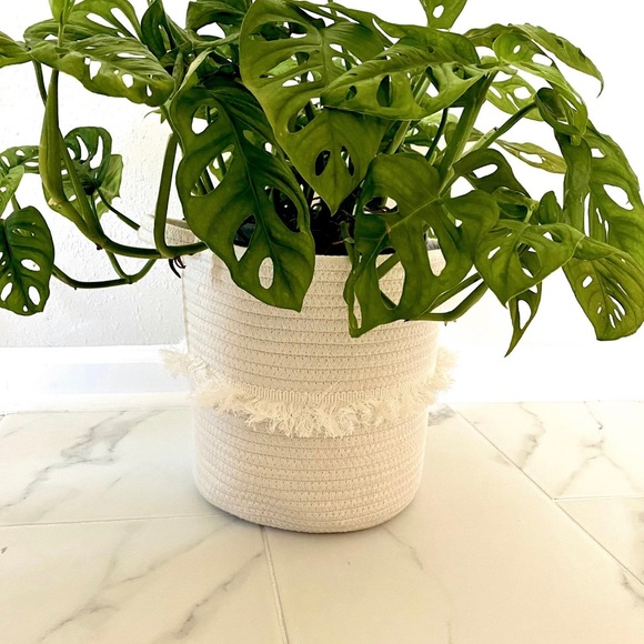 Woven Petit White & Cream Rope Baskets - Picture 4 of 4